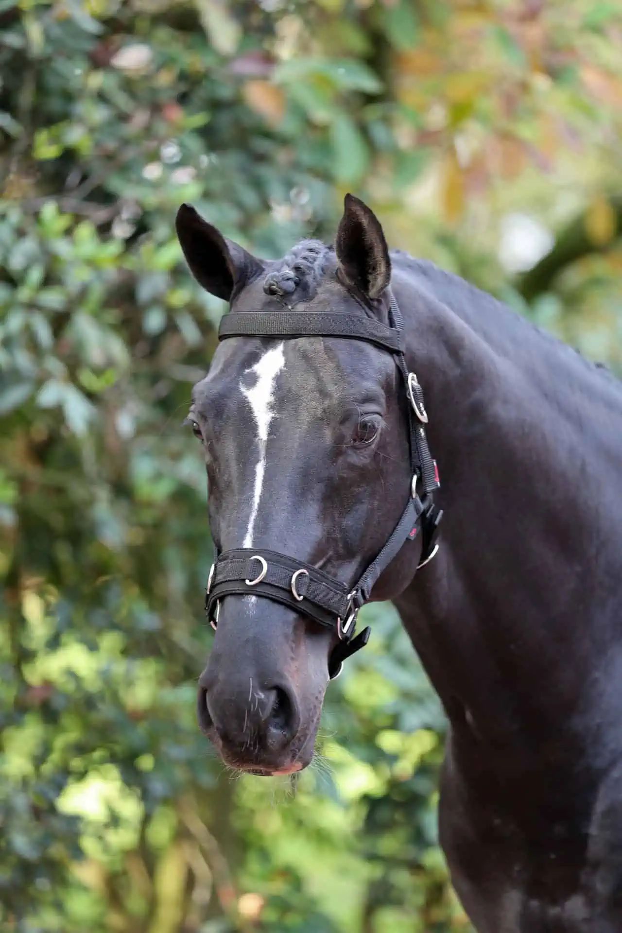 Covalliero Capezzone plastica nero, lavoro a terra cavallo, dettaglio