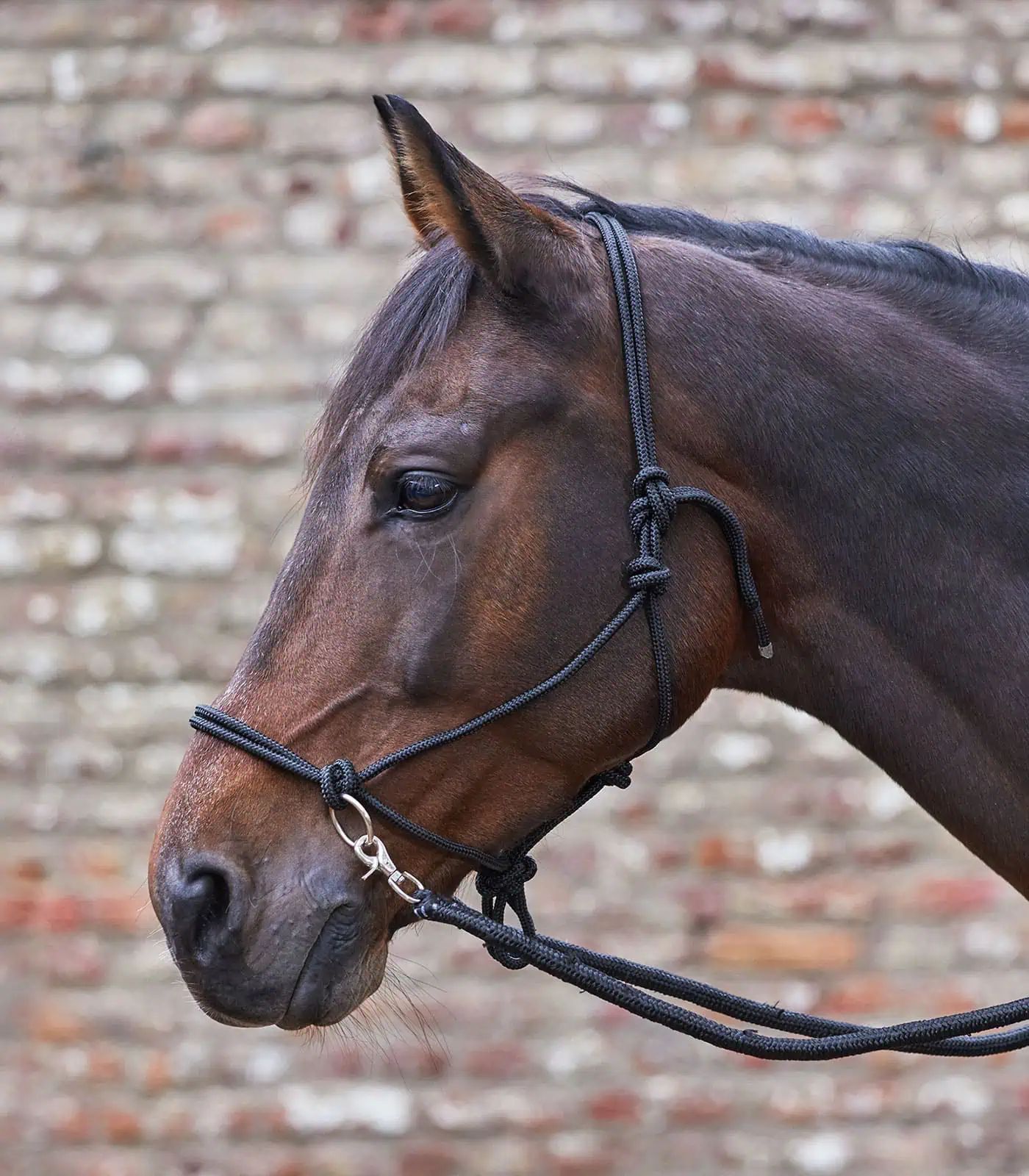 Knotted Halter with reins black COB