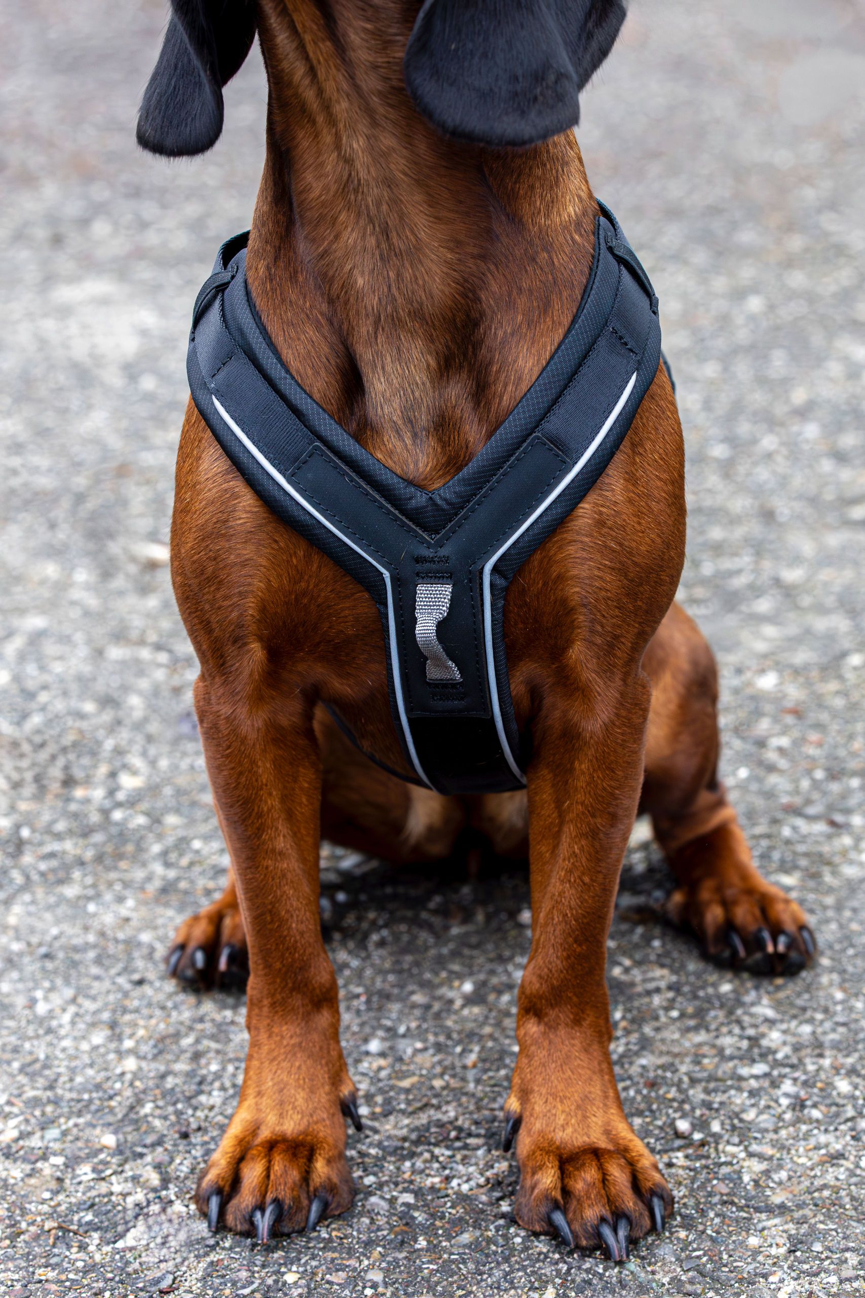 Kerbl Pet Dallas Hundegeschirr Y-Form gepolstert, 2 Anleinpunkte