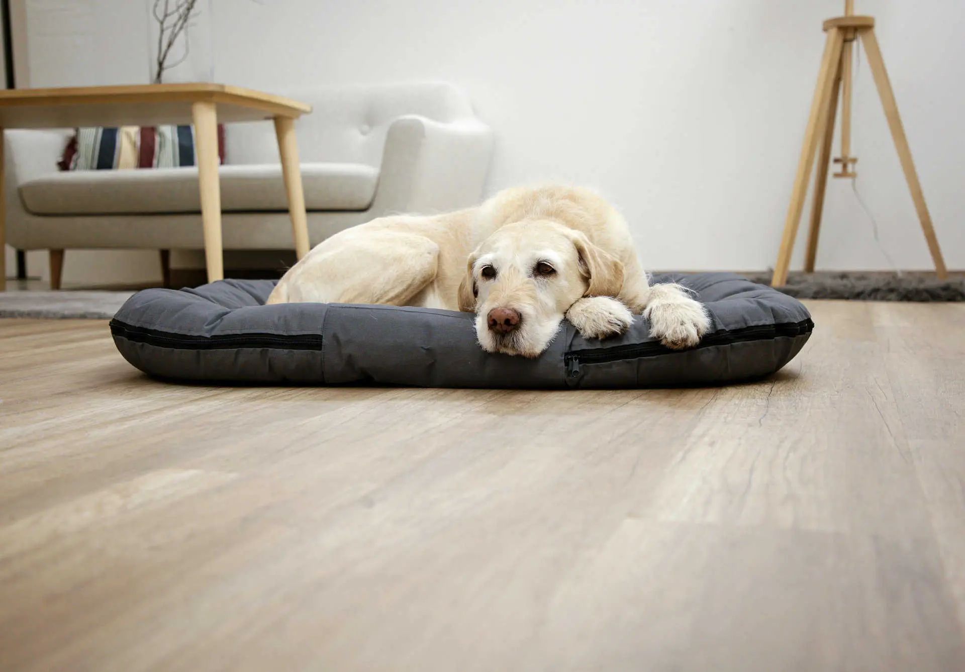 Pernă pentru câini Kerbl Oxford Place din material Oxford robust, în utilizare, în interior