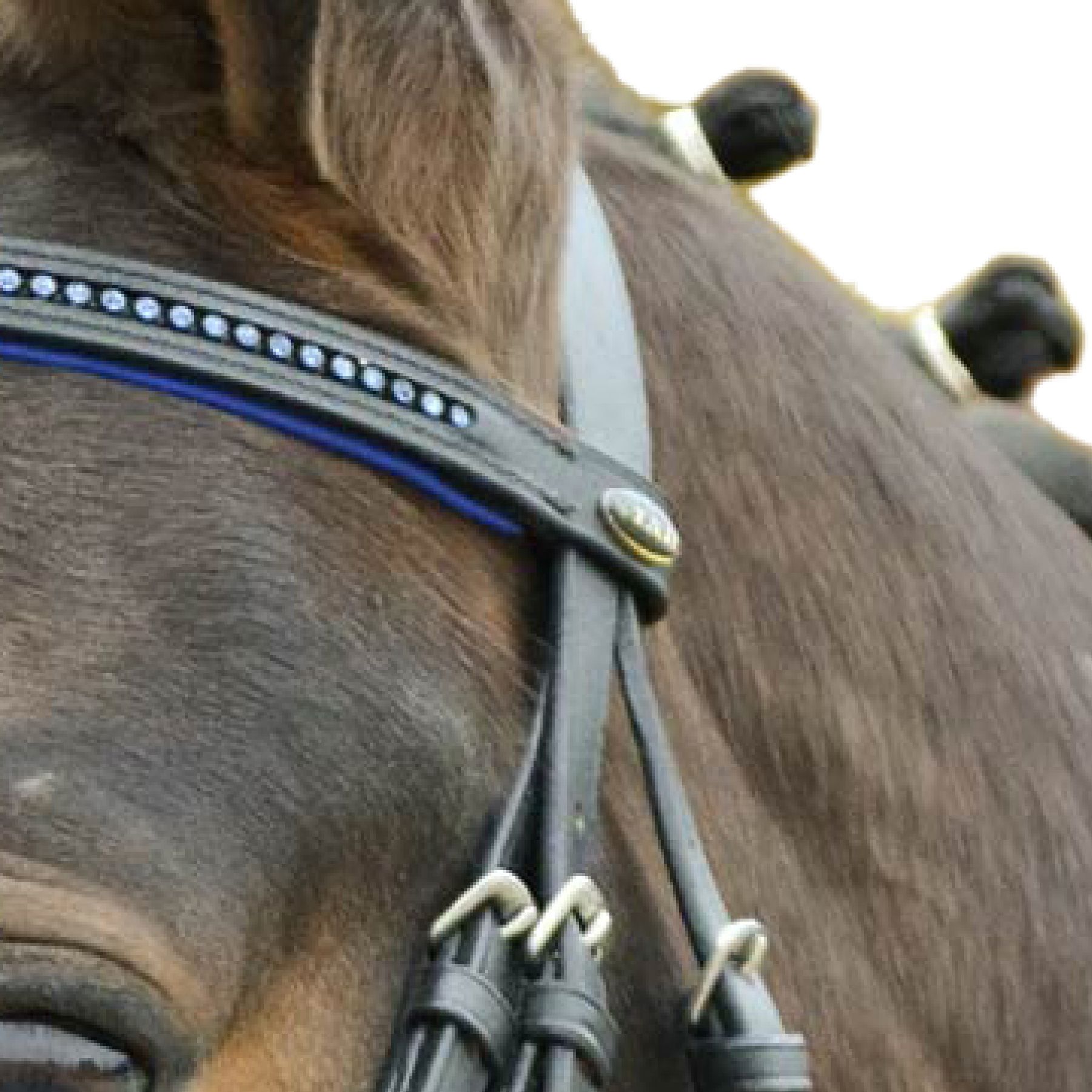 STAR Bridle Diamond English combo, blue, COB
