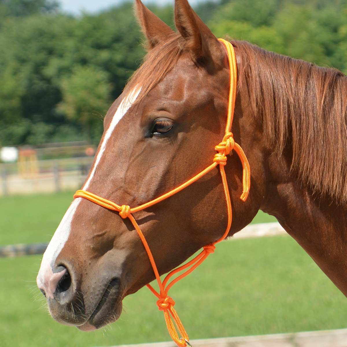 BUSSE Knotenhalfter SMOOTH II Pferde, weich & anschmiegsam, orange Pony