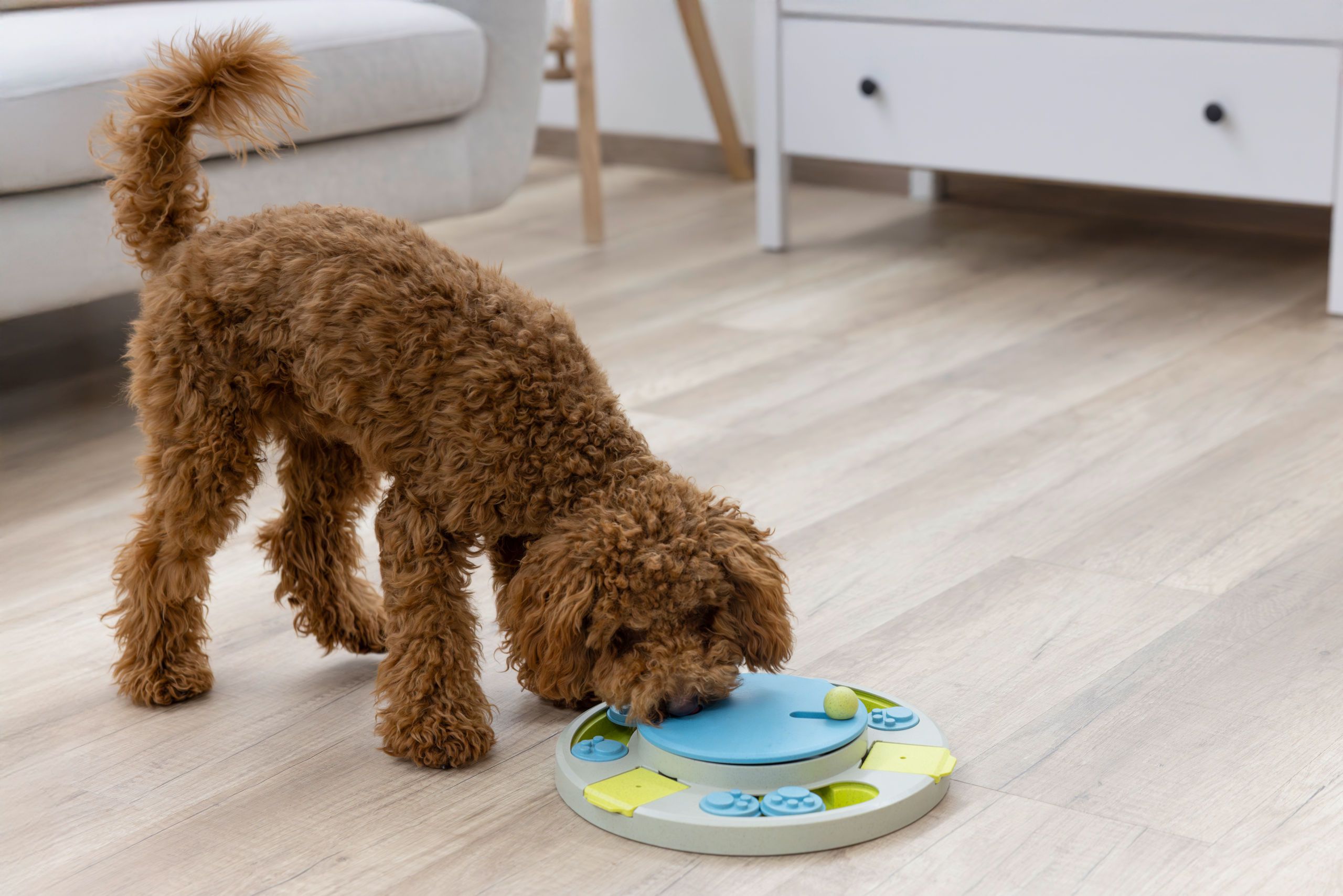 Kerbl Pet Intelligenzspielzeug Turnley Drehteller, Ø 27 cm