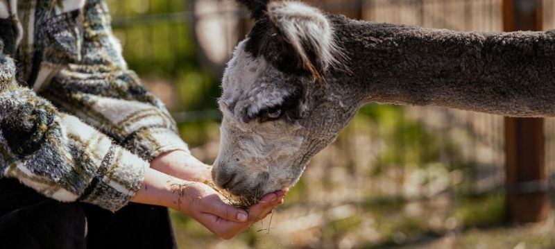 Alpaca Feed