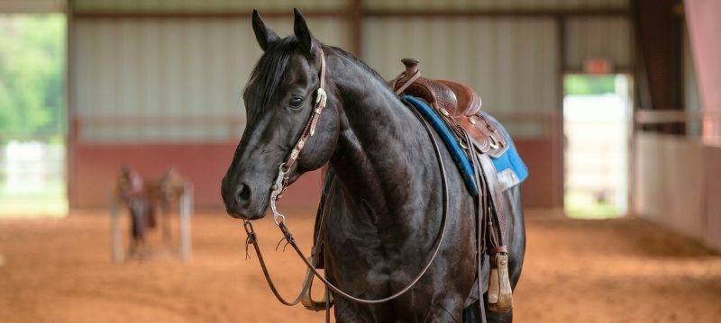 Westernreiten
