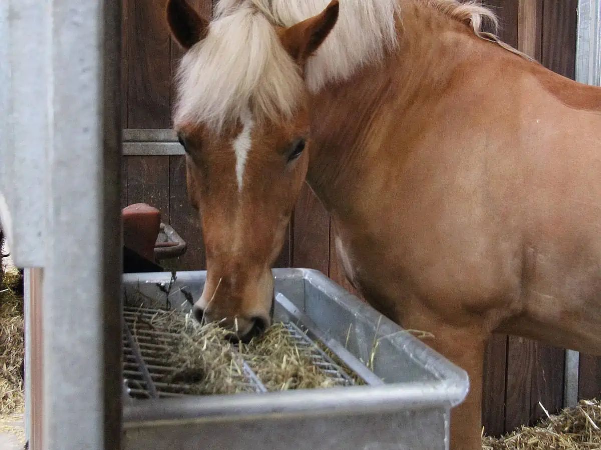 Growi Futterraufe Pferd verzinkt, langsame Heuaufnahme, im Einsatz, im Stall