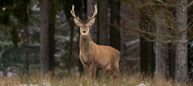 Attractif pour cerf rouge