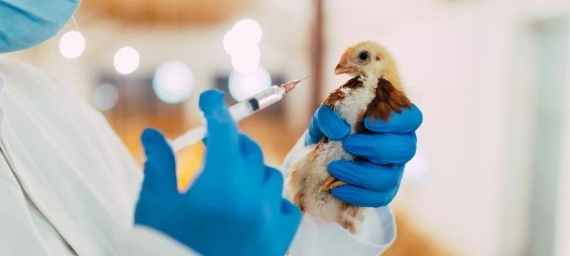 Forniture veterinarie per pollame