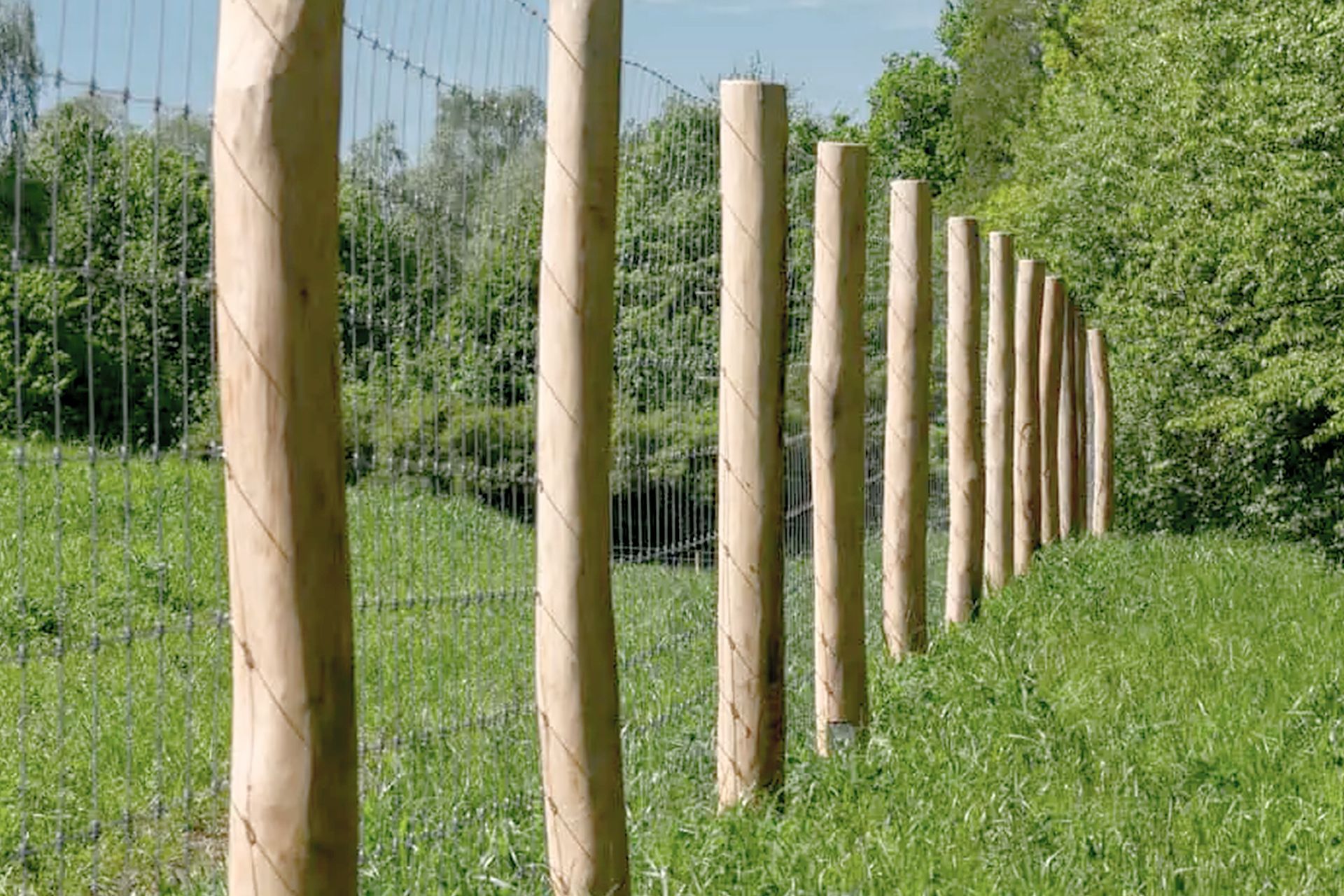 Reihe heller Holzpfähle mit Knotengeflecht als Weidezaun