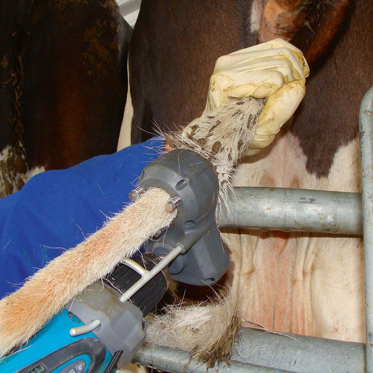 Tondeuse pour queues de vaches TailWell 2 Kerbl Standard, en utilisation