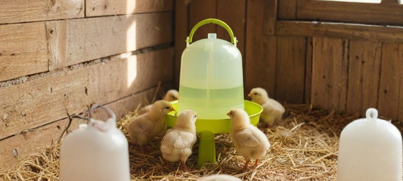 Chick Waterer