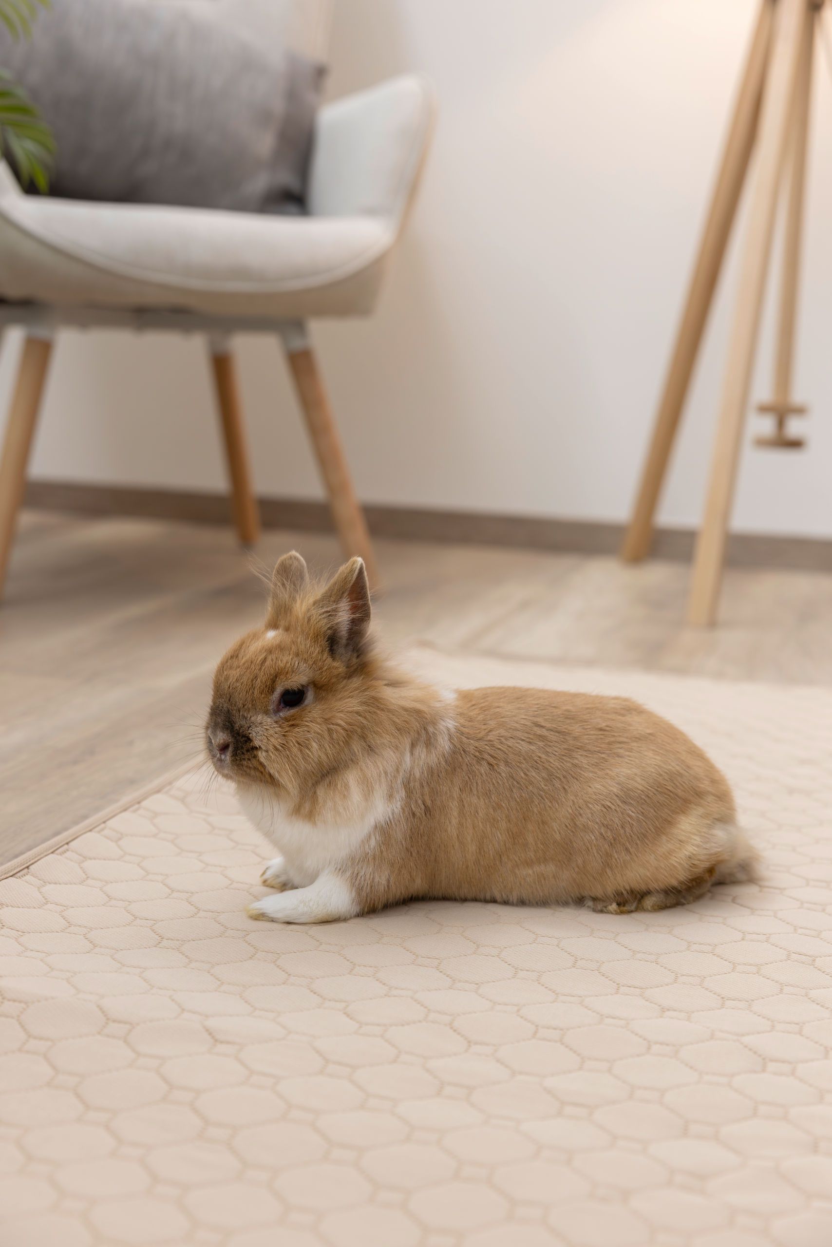 Tapis d'urine lavable Kerbl Pet, absorbant et antidérapant, en utilisation, en intérieur