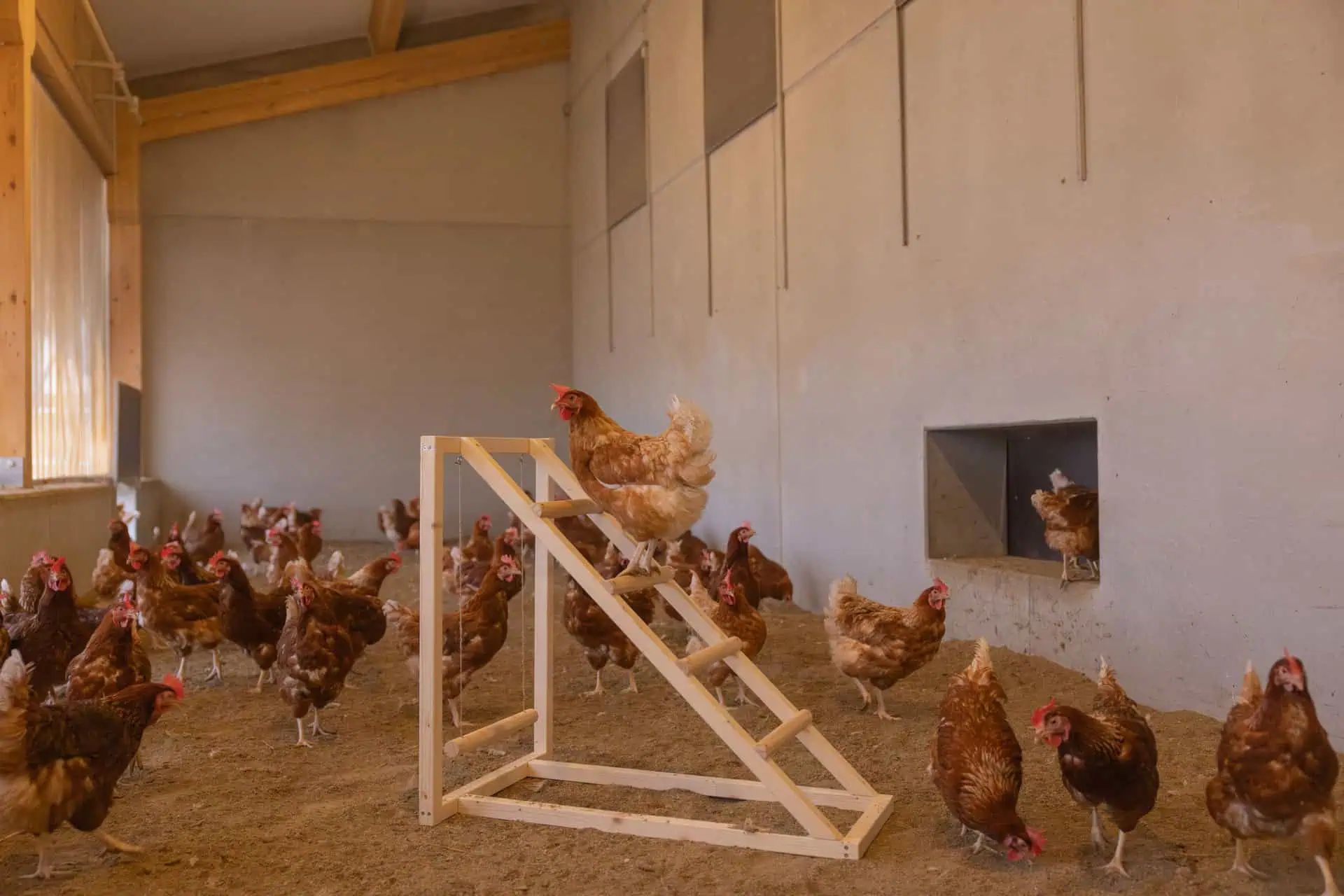 Kerbl Climbing Tower for Chickens with Swing, 85 x 55 x 76 cm, in use, in the stable