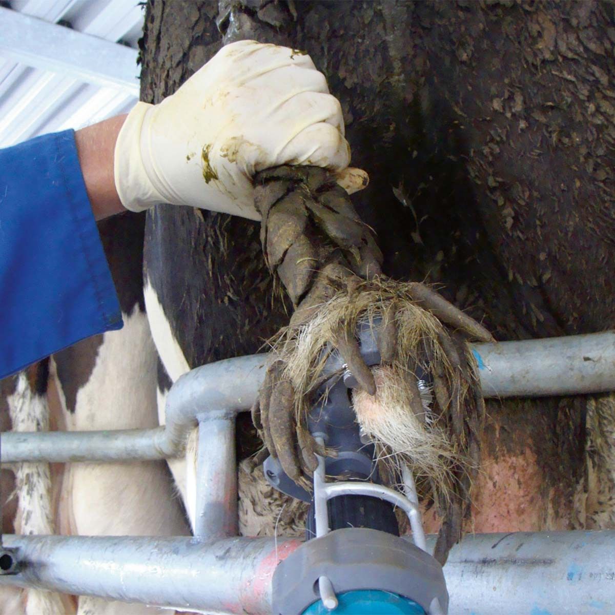 Gloved hand holding a cow's tail tassel above the milking parlour
