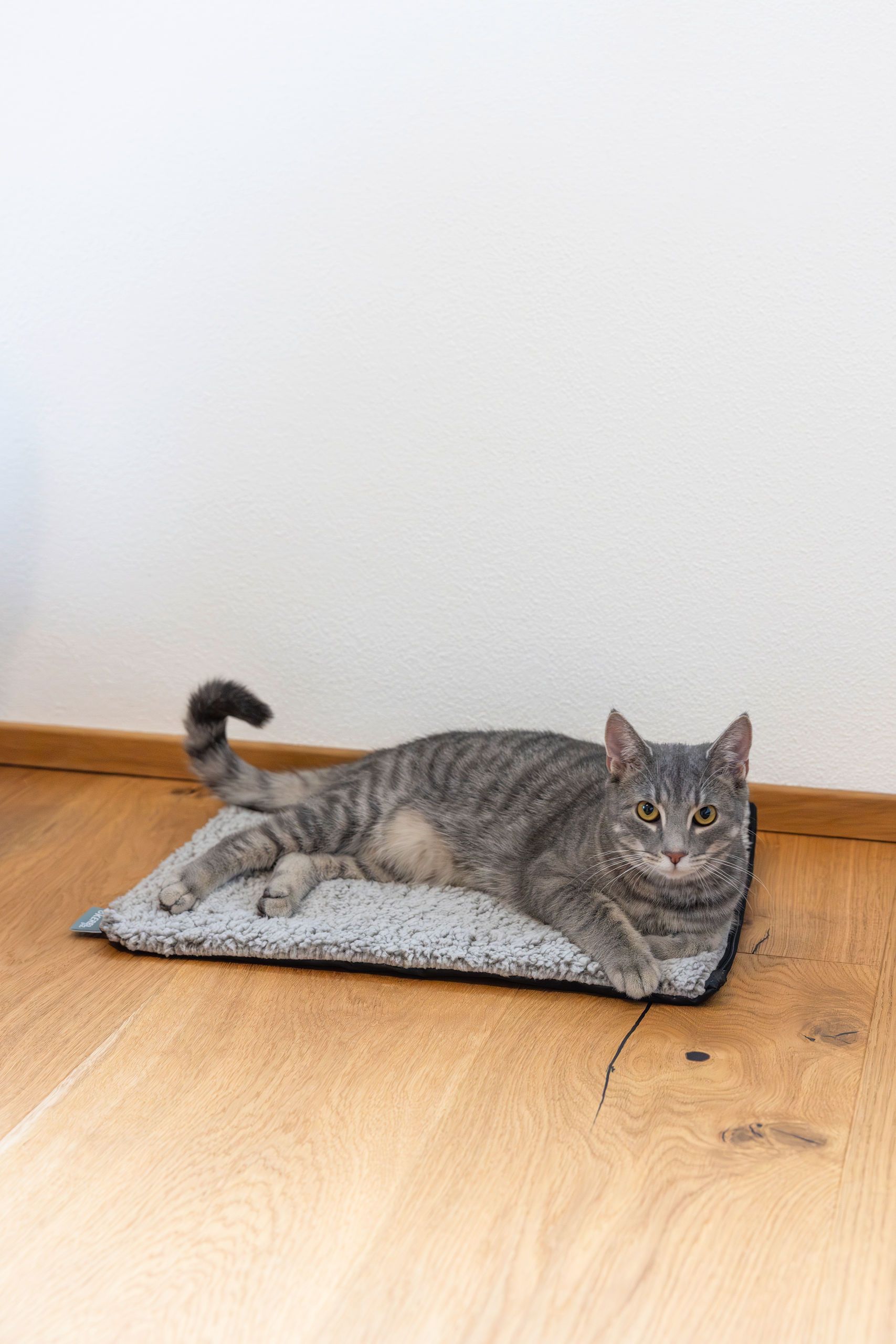 katze, haustier, katzenbett, grau, gestreift