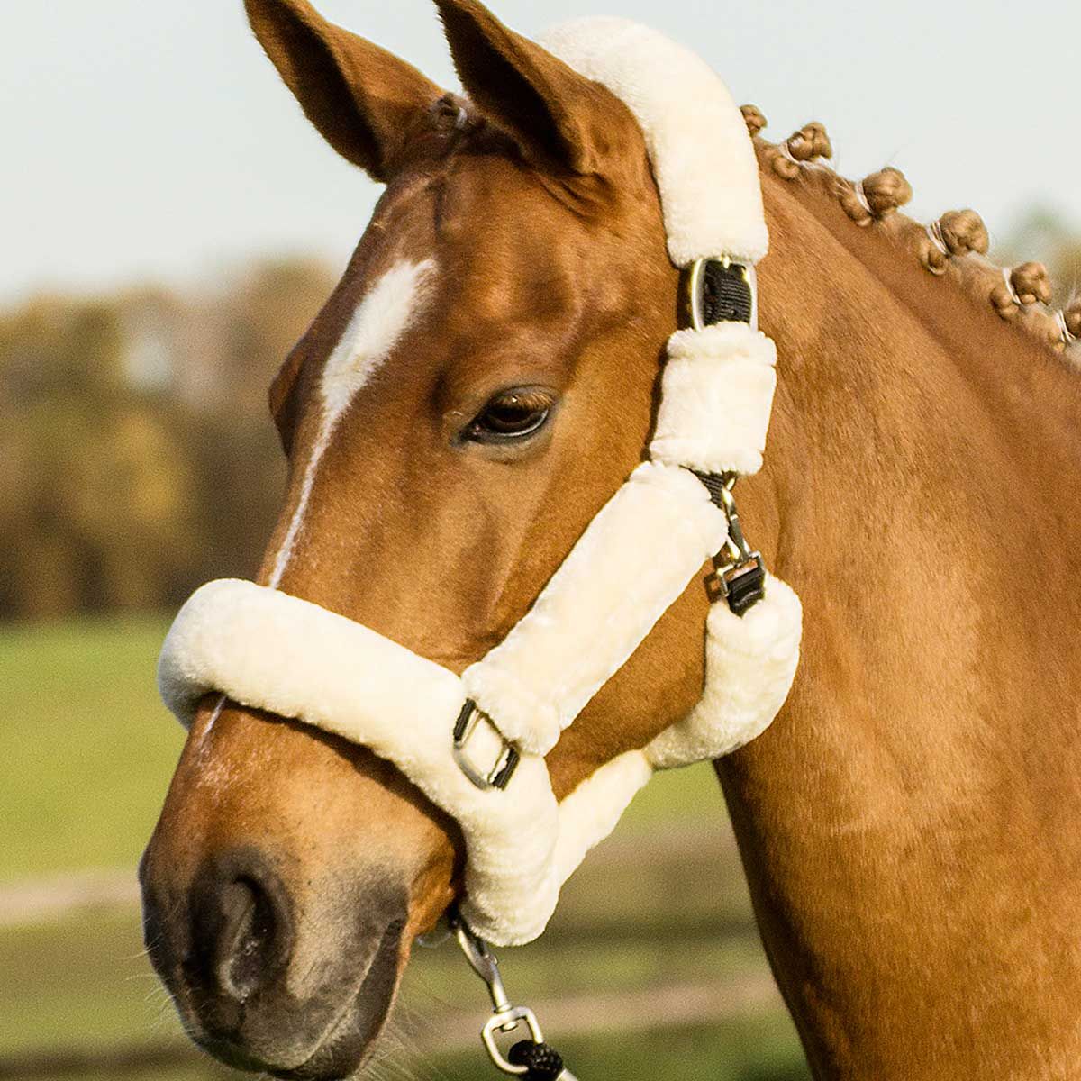 BUSSE Licol GUARD, licol rembourré en fausse fourrure