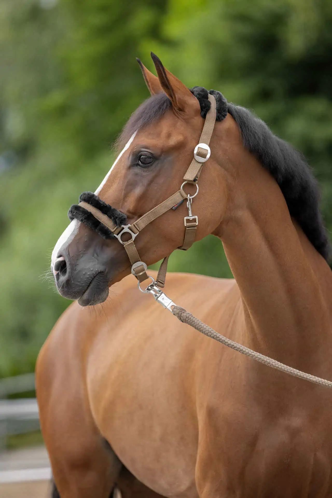 Covalliero Halfter ClassicSoft, weiches Fellhalfter für Pferde, Größe Pony