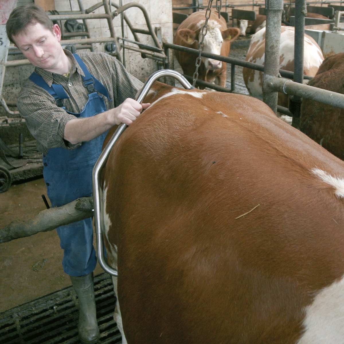 Kerbl Cavigliera antiscalcio per bovini, regolabile per ogni taglia, in uso, in scuderia