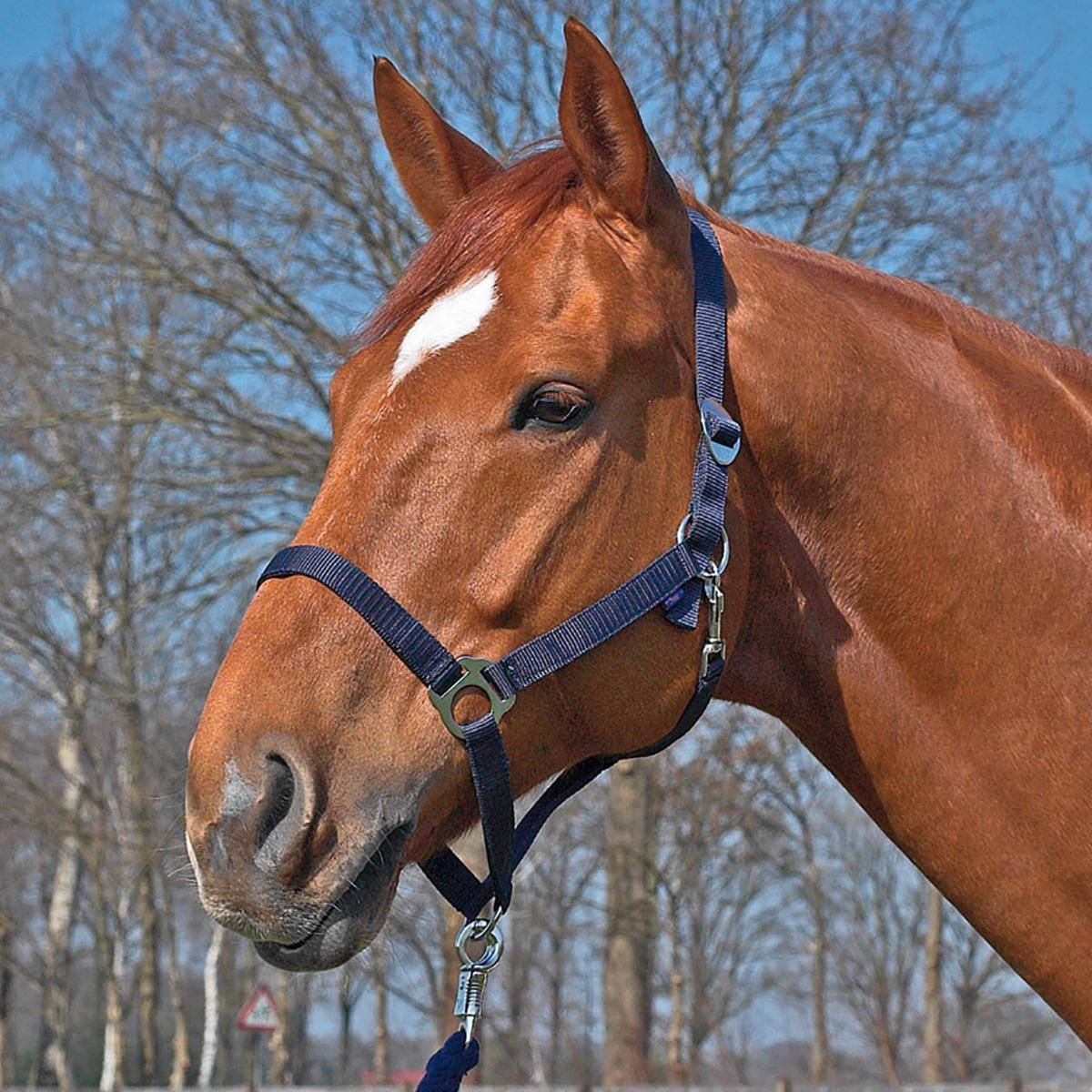 BUSSE Halfter HANSA – Gurthalfter für Pferde, stufenlos verstellbar, navy Pony