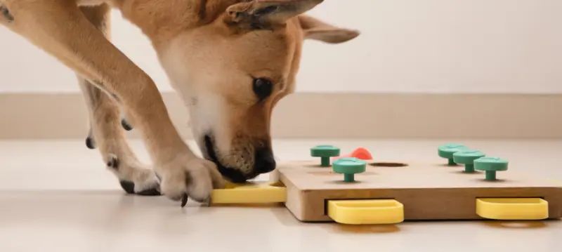 Dog Toys & Training
