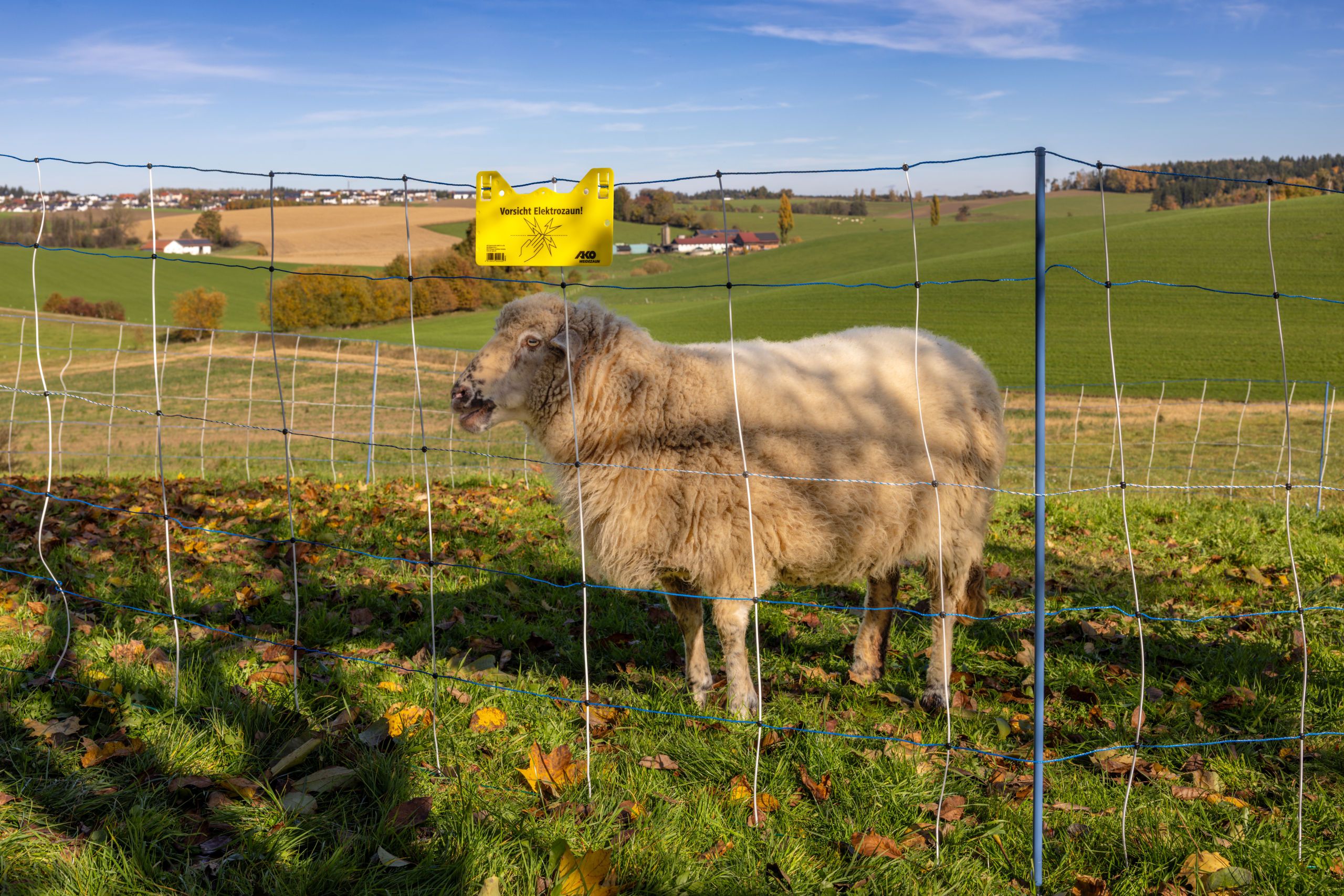 sheep, fence, pasture, sheep in field, yellow warning sign