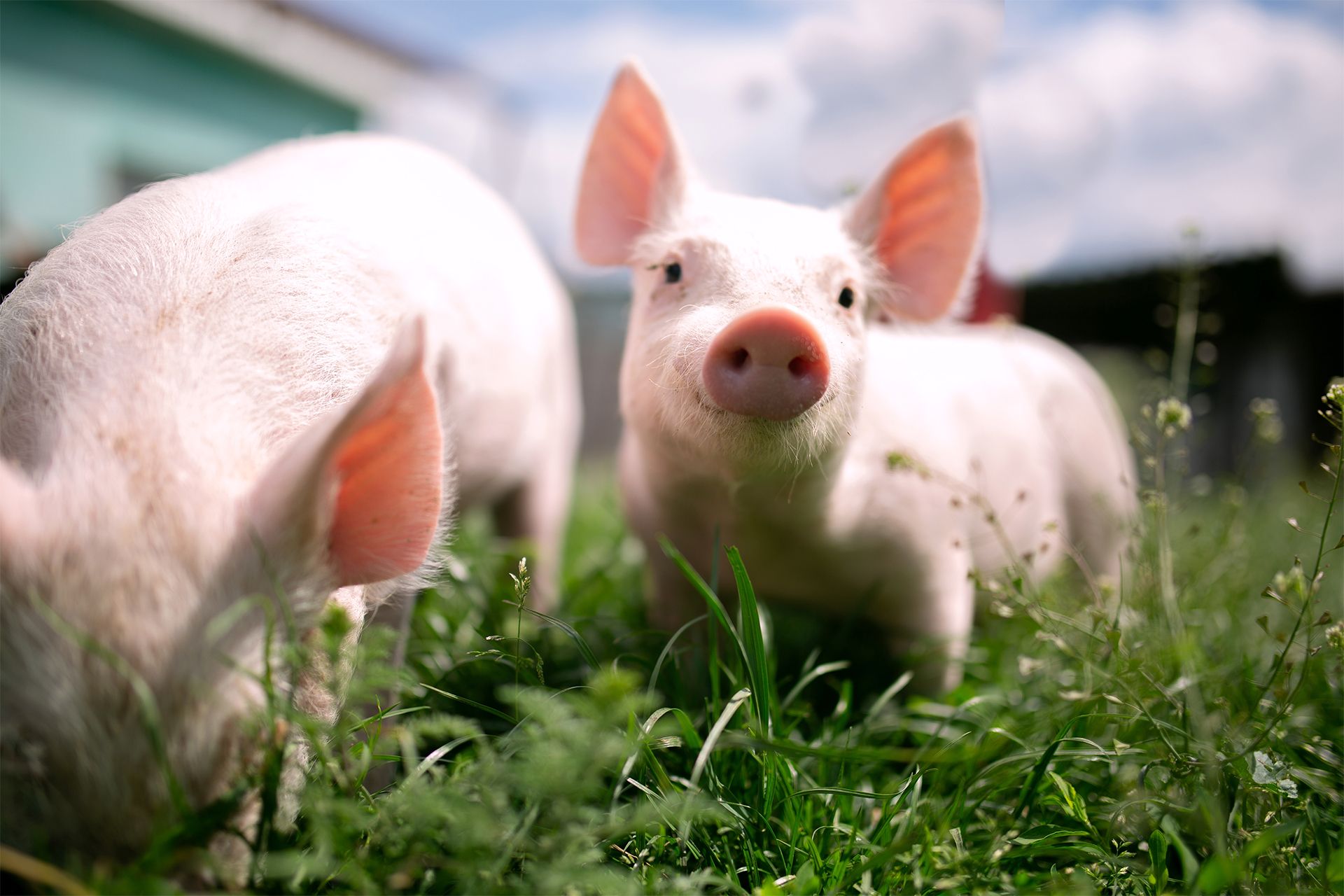 Kleine Ferkel auf einer grasbewachsenen Weide