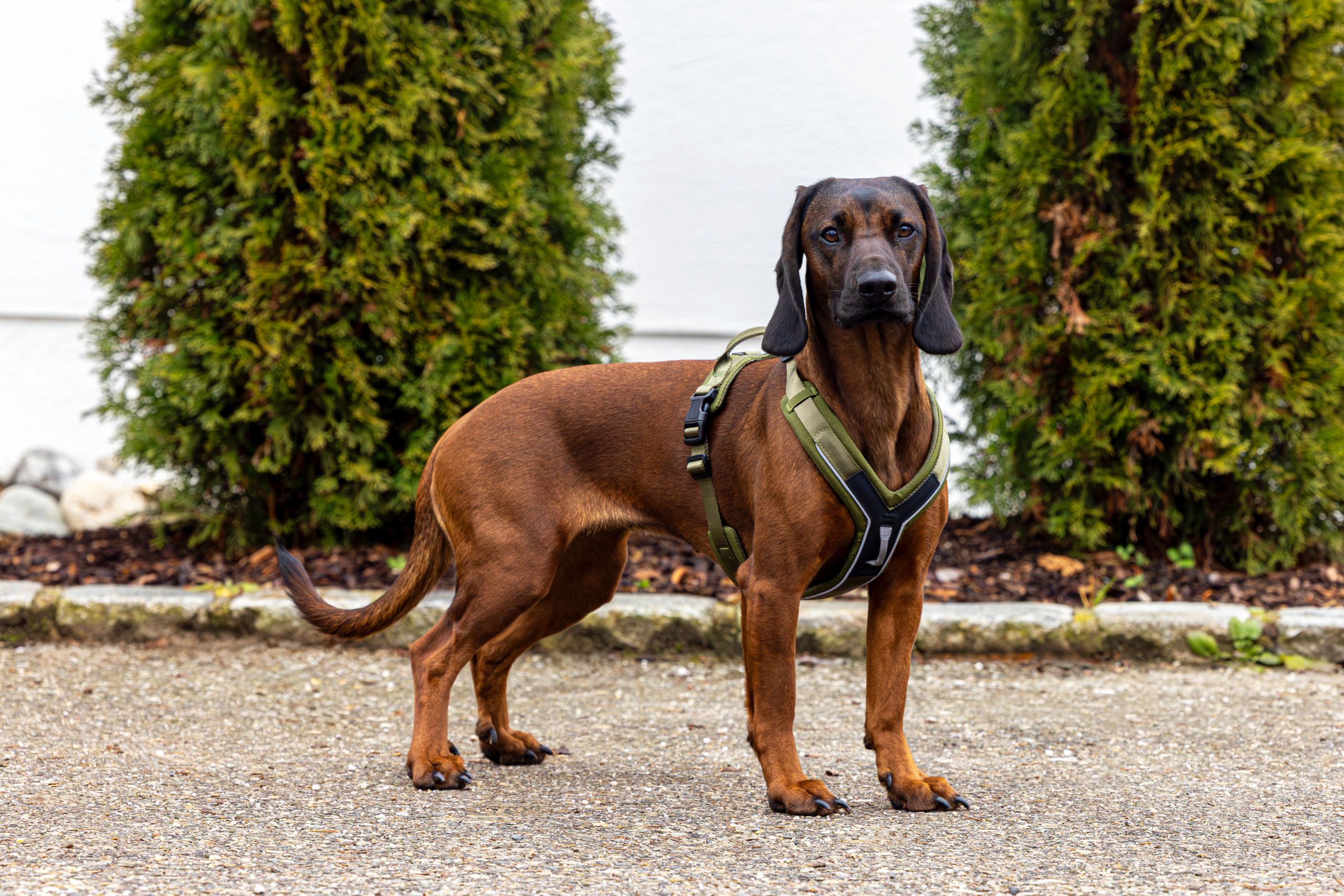 Kerbl Pet Dallas Hundegeschirr Y-Form gepolstert, 2 Anleinpunkte