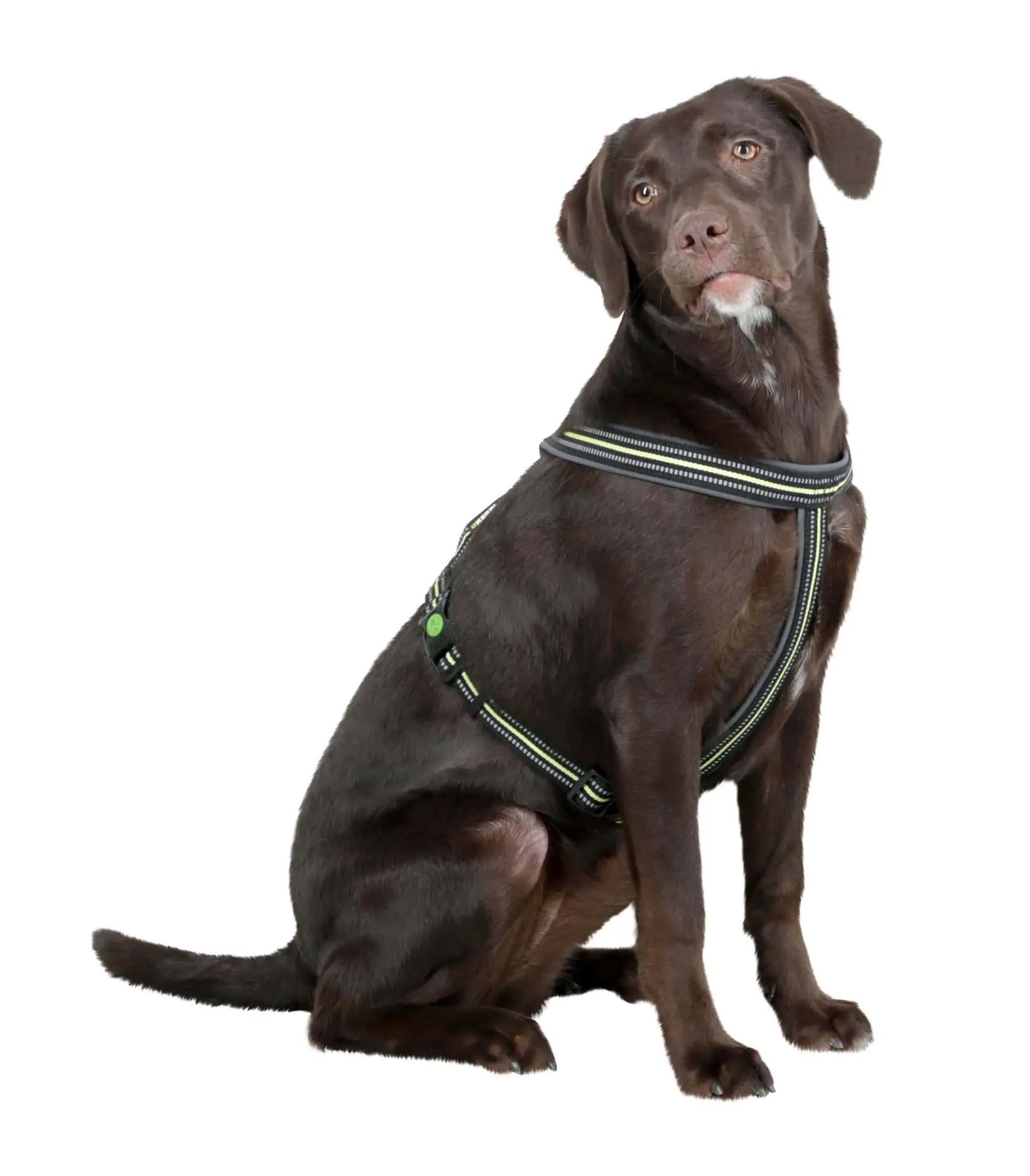 Kerbl Xenos Reflective Padded Dog Harness with Adjustable Fit, in use