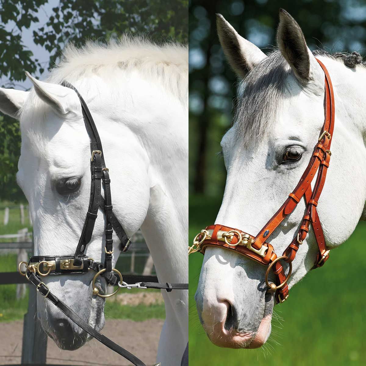 BUSSE frâu fără căpăstru PROFESSIONAL negru/alamă COB