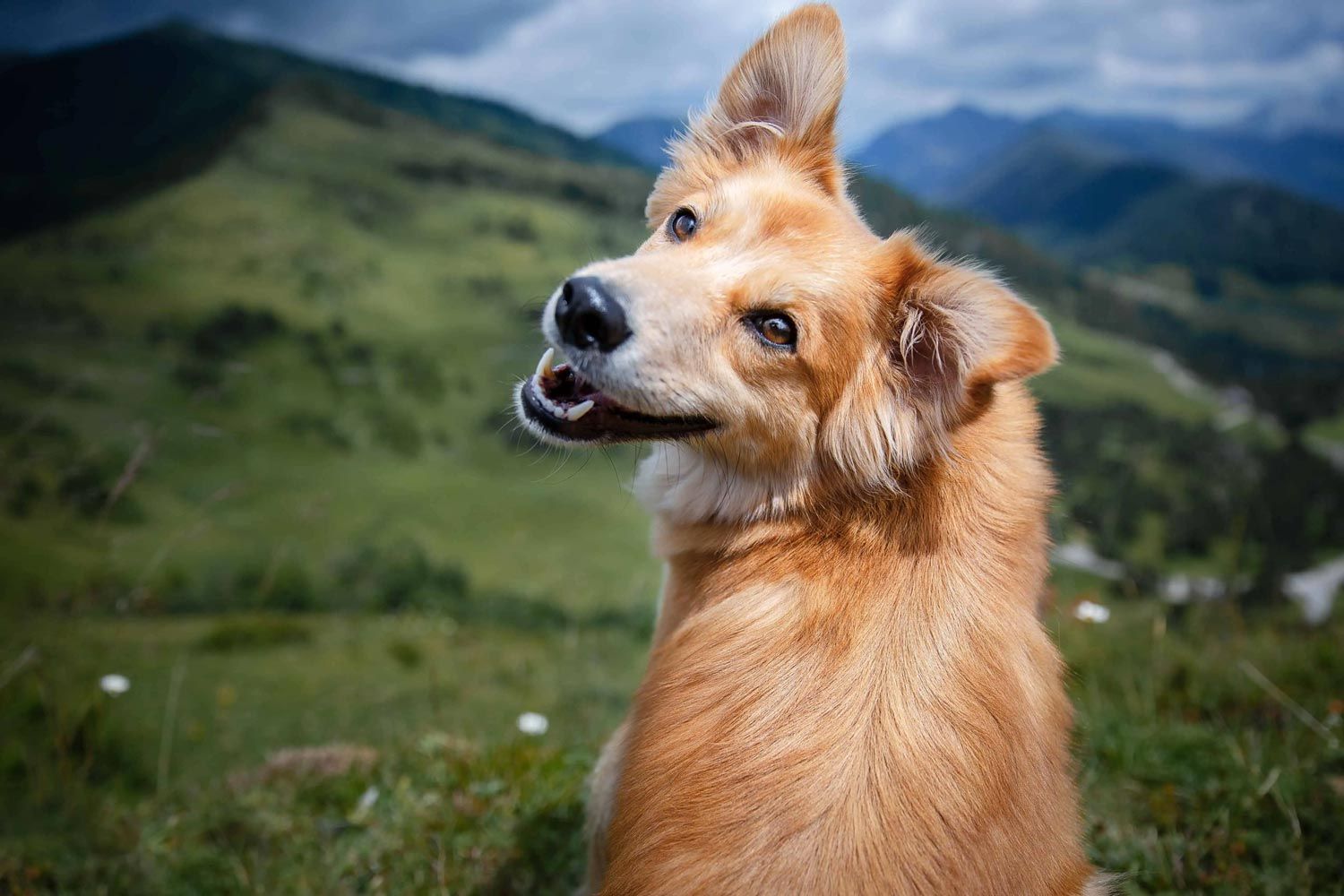 Hund