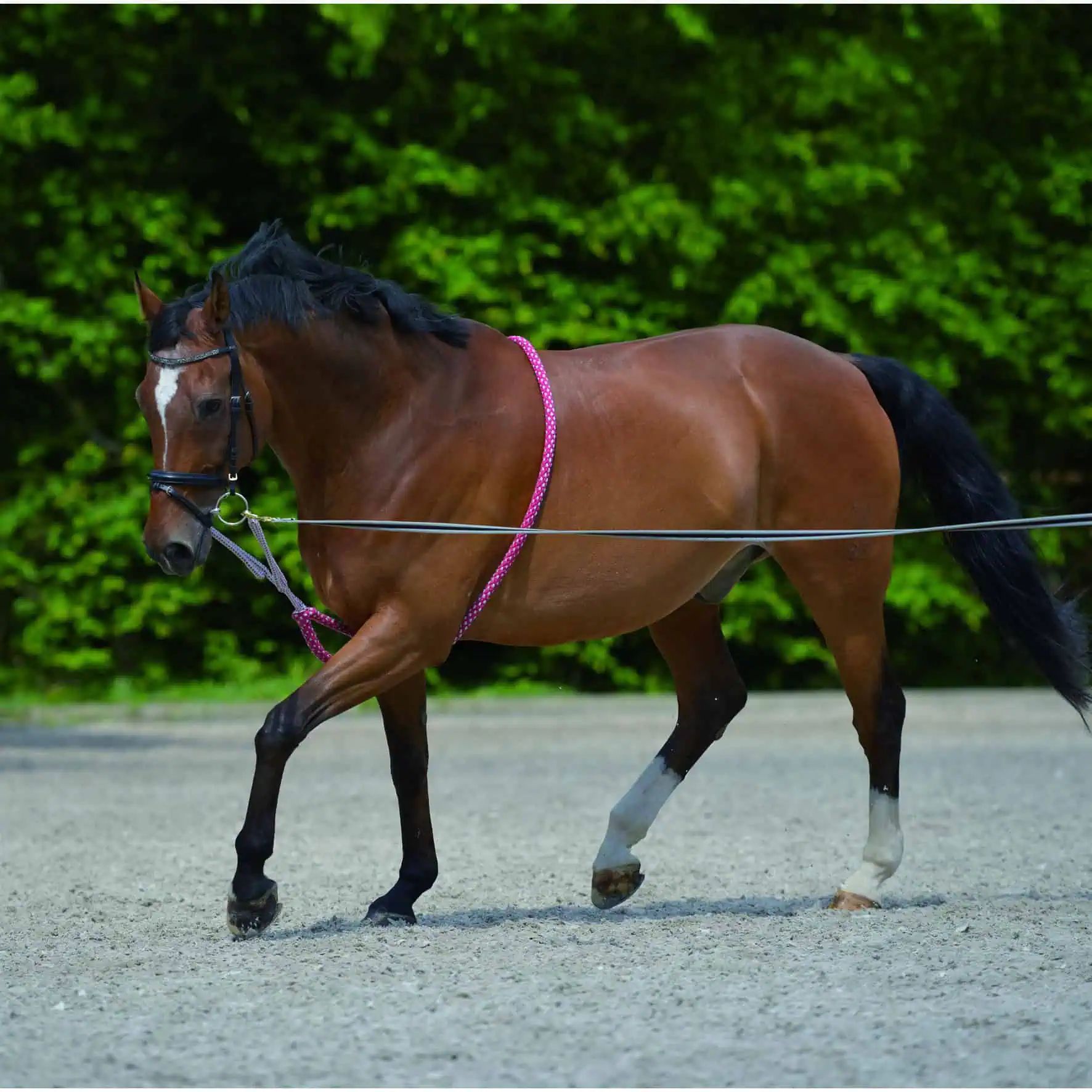 Enrênement Waldhausen pour chevaux, robuste et antidéchirure, FULL, rouge/gris