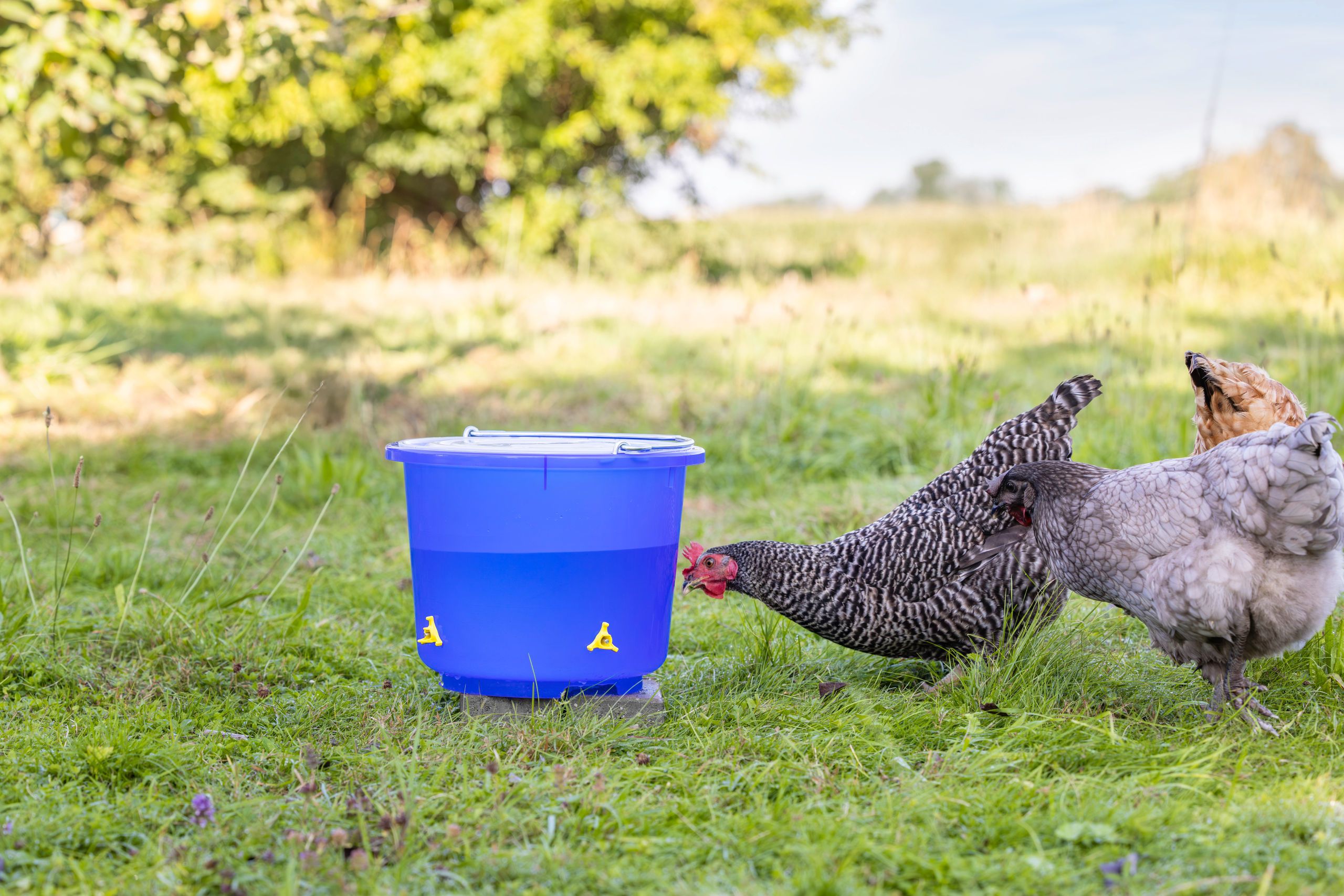 Huhn, Geflügel, blaue Wasserbehälter, Eimer, Outdoor-Bauernhaltung