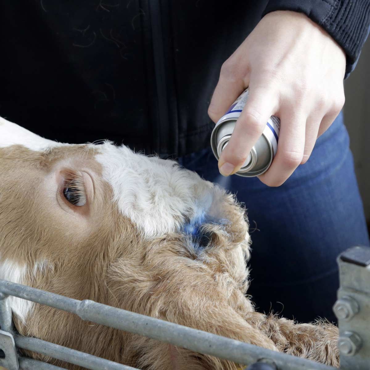 Agrochemica Blauspray Hautpflege für Tiere, im Einsatz, im Stall