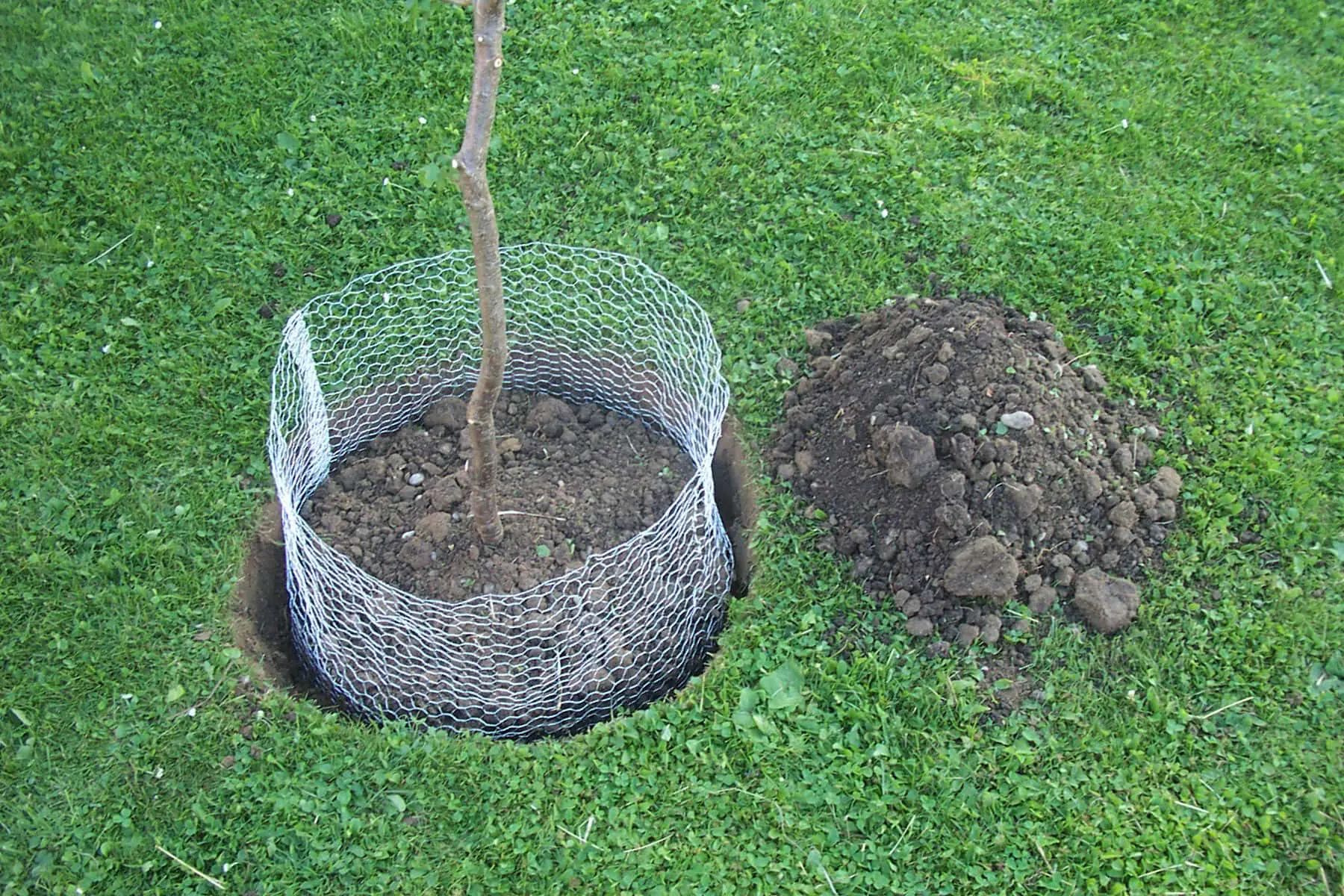 Copac proaspăt plantat cu plasă de sârmă în jurul trunchiului, lângă o grămadă de pământ pe gazon