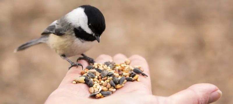 Bird Feed
