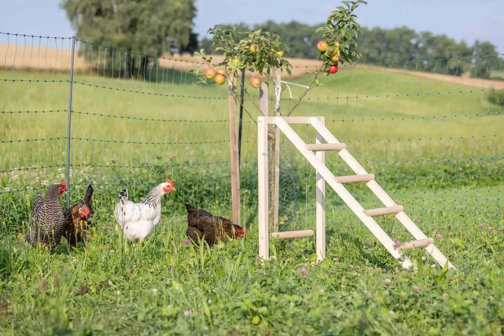 Kerbl Climbing Tower for Chickens with Swing, 85 x 55 x 76 cm, in use