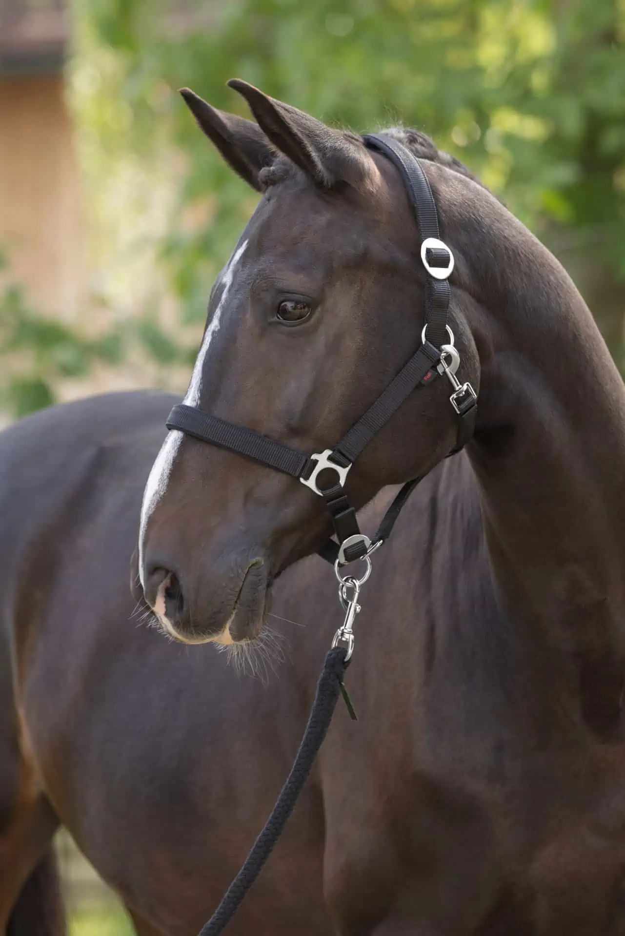 Covalliero Halfter Doria, gepolstert & stufenlos verstellbar, Cob