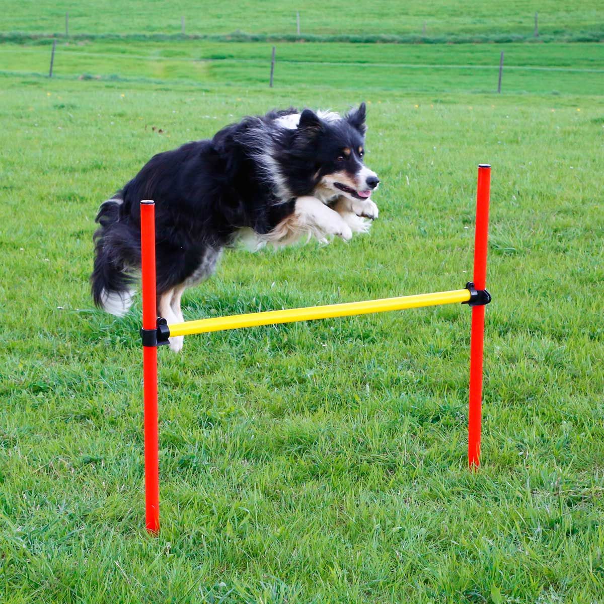 Kerbl Kit Agility Chien 3 Pièces, Anneau, Barre & Slalom, en utilisation