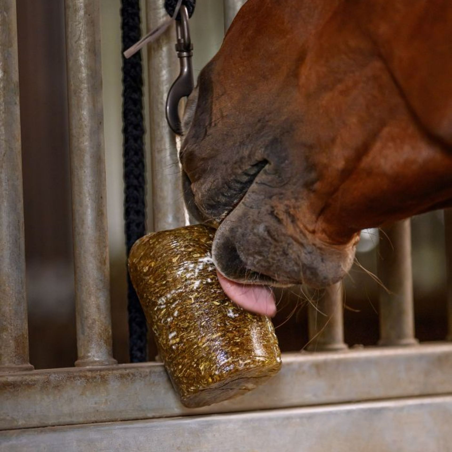 horse, stall, stallion, muzzle, feeding-tas t