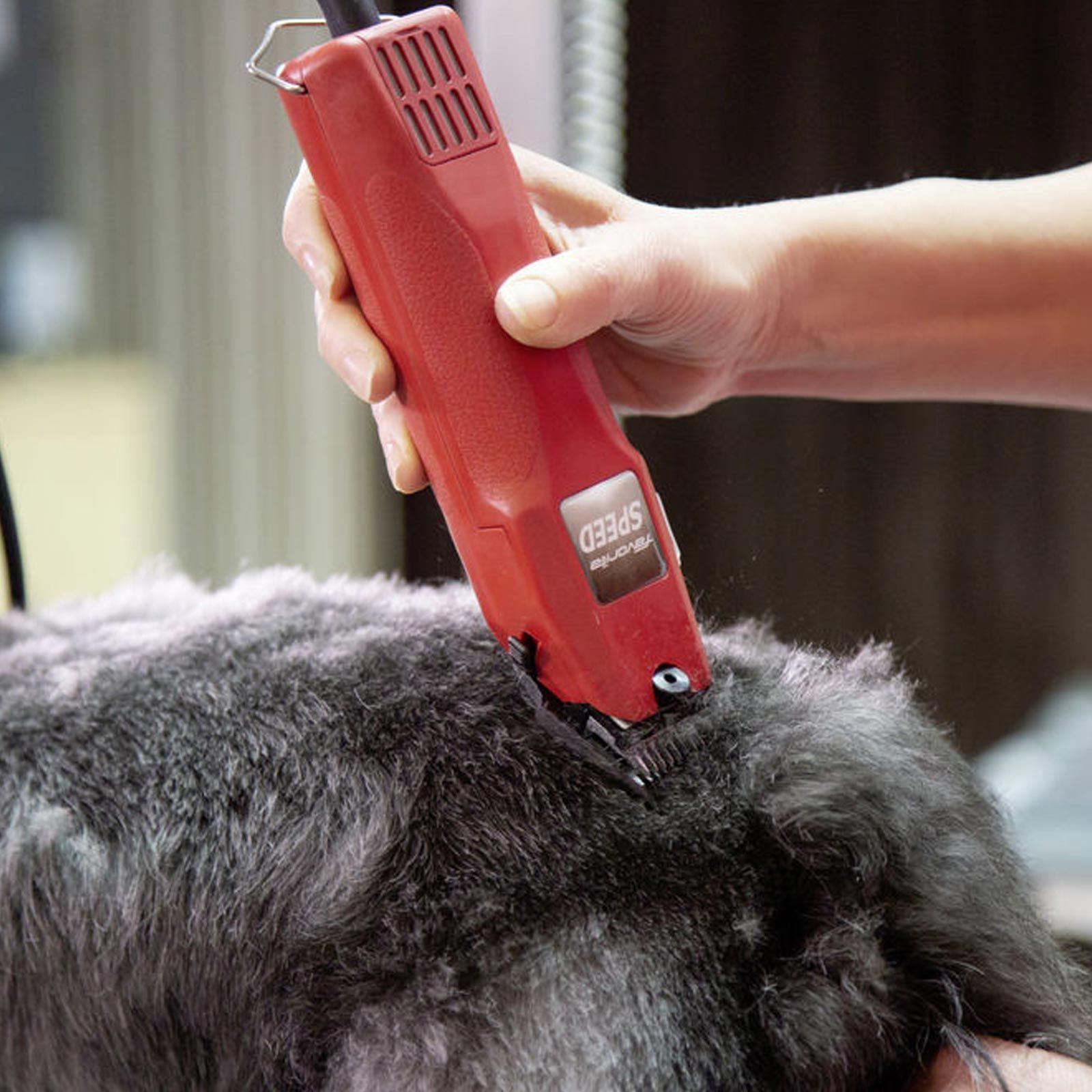 Aesculap Favorita Speed klippmaskin för hund & häst 35W, i användning