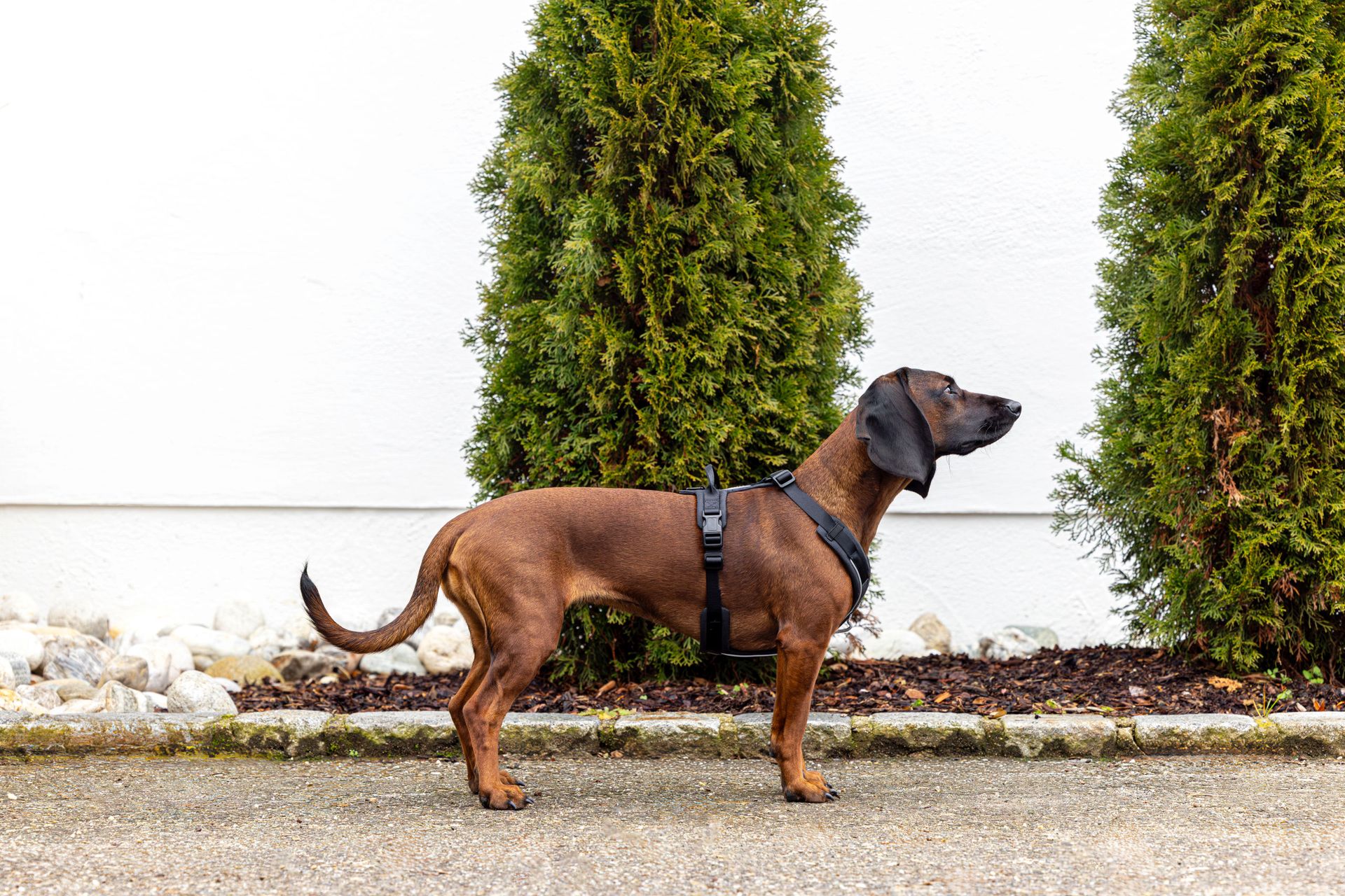Kerbl Pet Dallas Dog Harness Y-Shape Padded, 2 Lead Points, side view