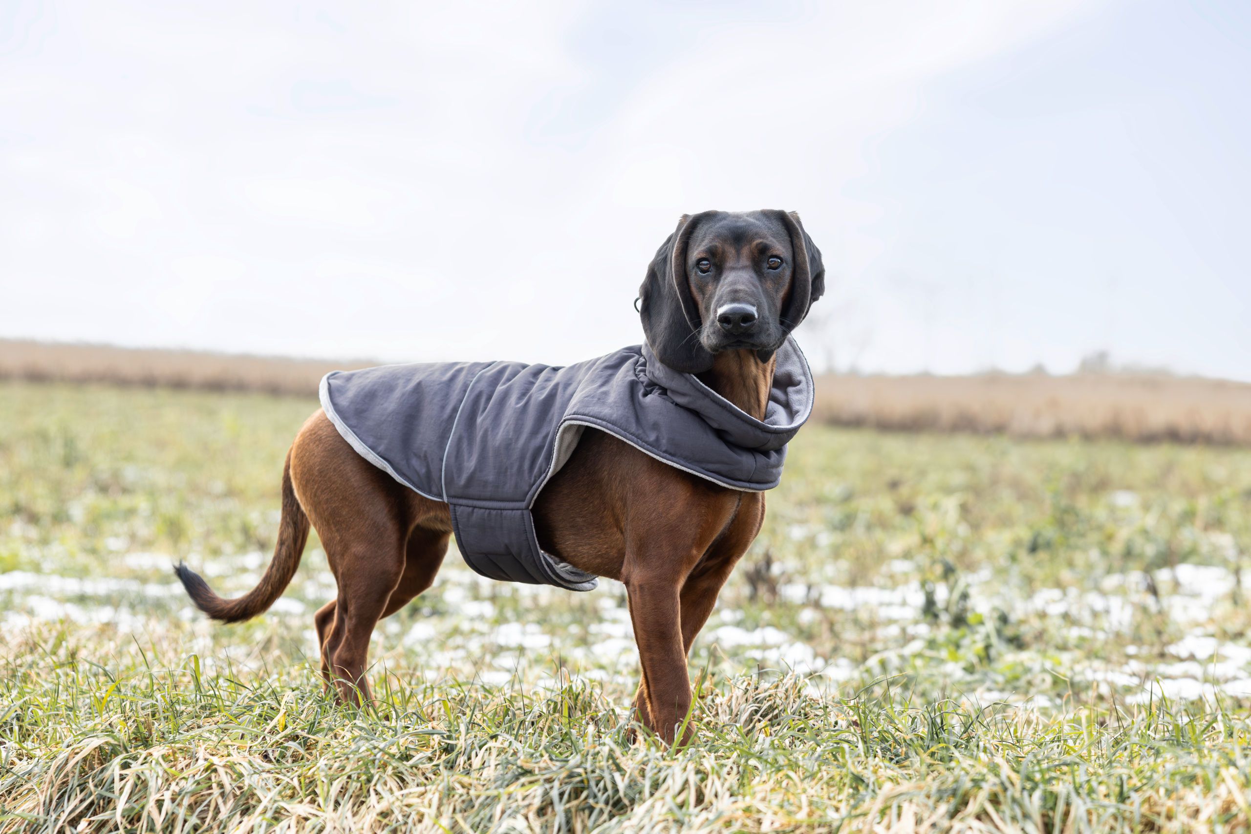 dog, hound, coat, gray, jacket