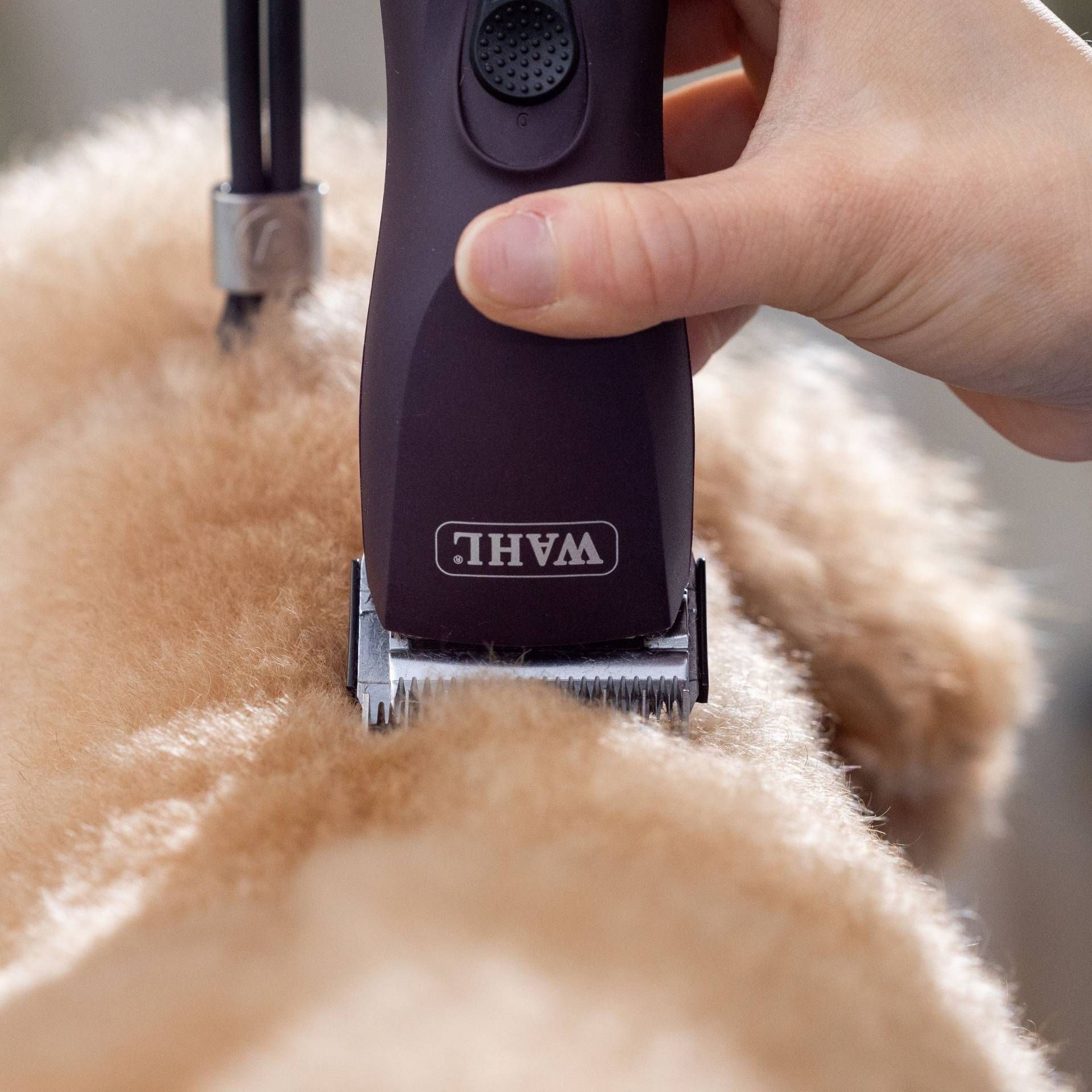 pet grooming, dog clipper, hair trimmer, cordless, blade