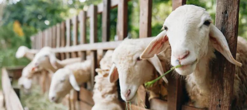 Nourriture pour moutons