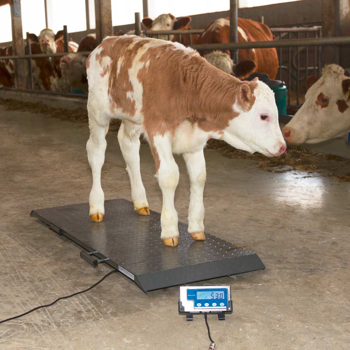 Bilancia per animali PS Kerbl per bovini e cavalli, in uso, in scuderia