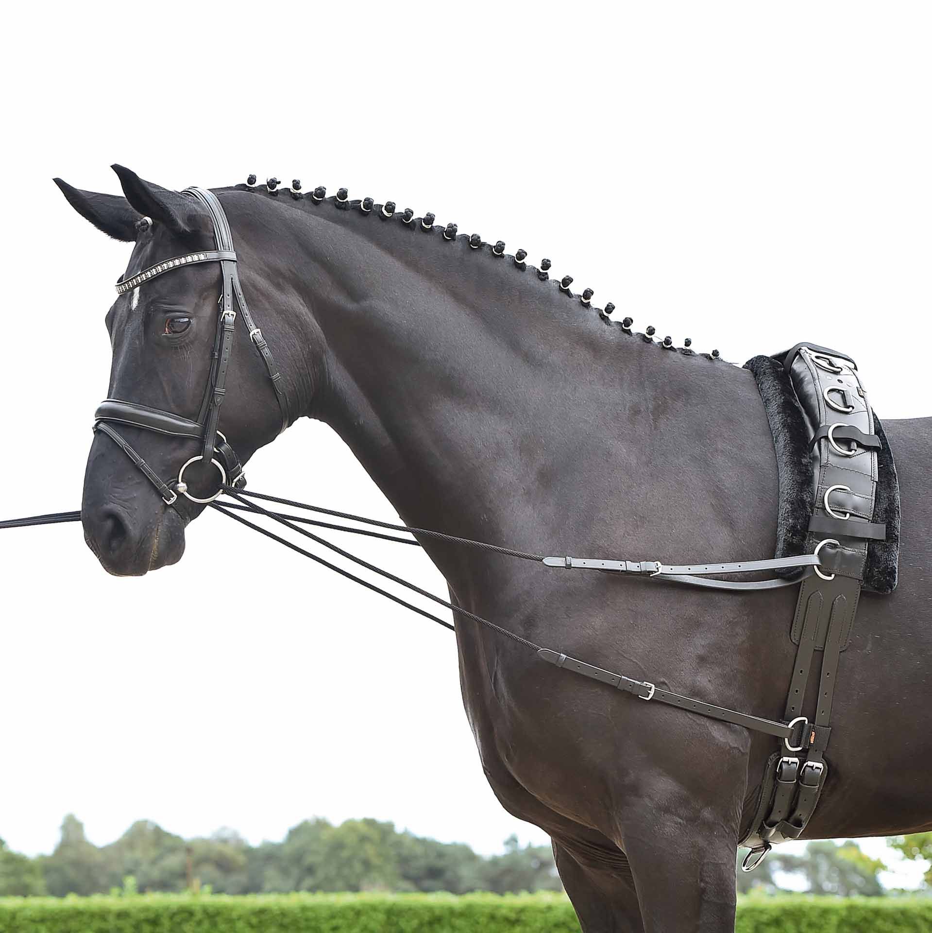 BUSSE Running Reins BASIC-KORDEL Black COB/FULL, Lunging Aid, in use