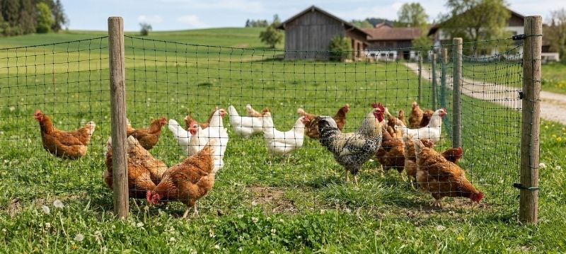 Reti per galline e pollame