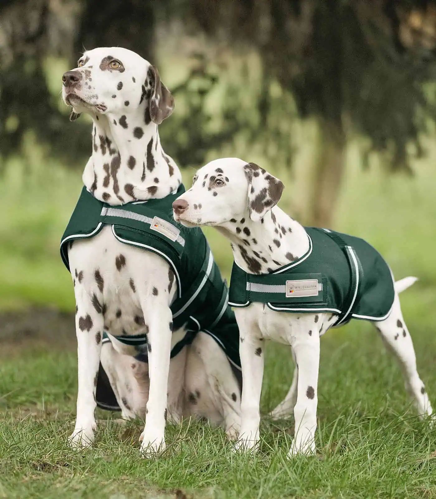 Waldhausen Regen-Hundedecke wasserdicht mit Fleece-Innenfutter, tannengrün 35 cm