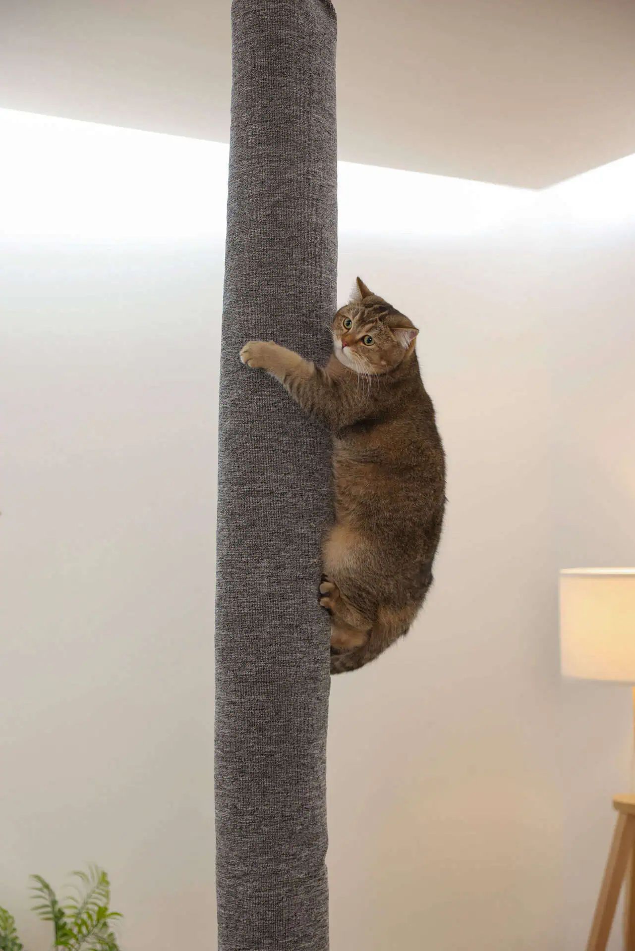 Sac d'escalade Carpet Kerbl pour chats, gris, 240 cm, en utilisation, en intérieur