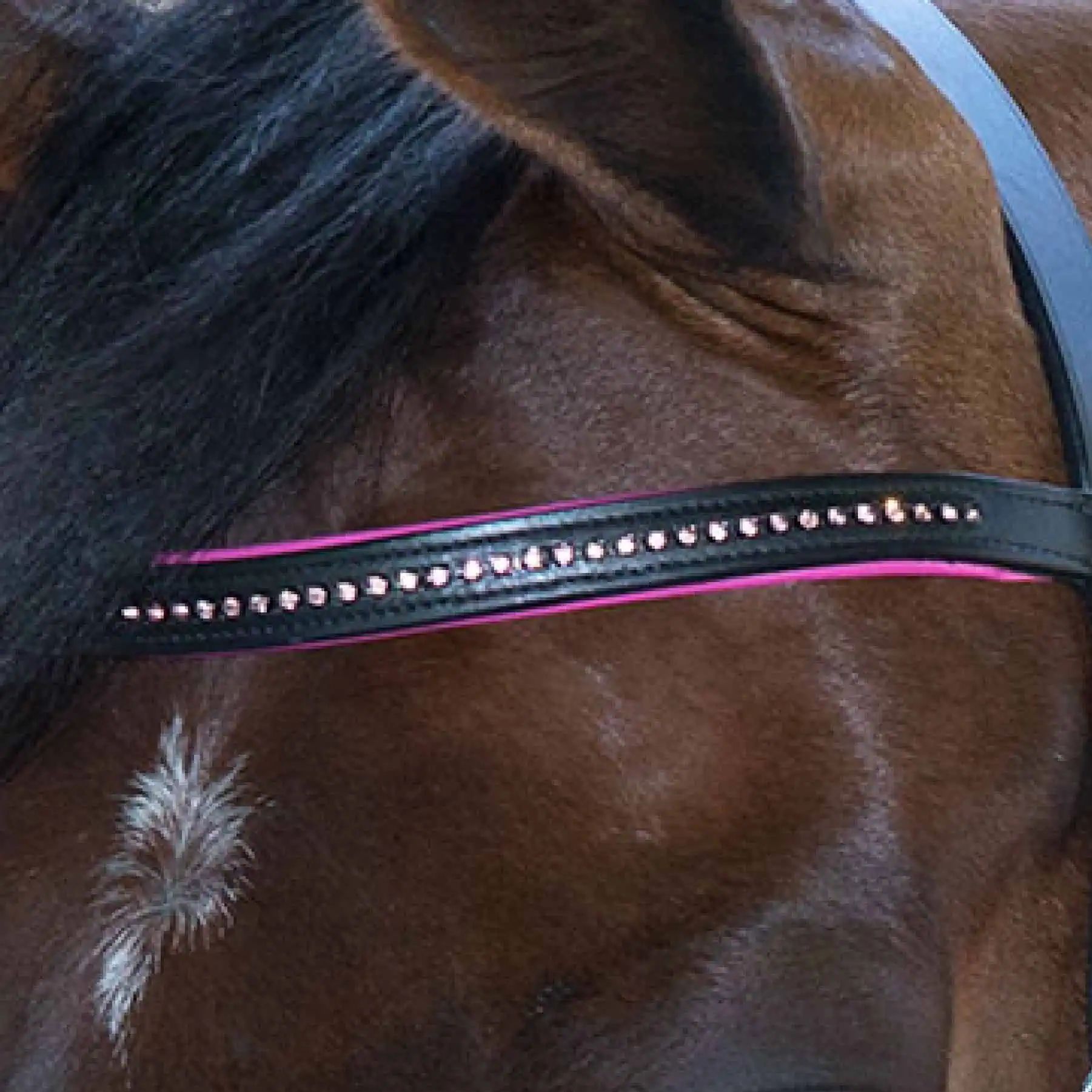 Bridon STAR Diamond, combiné anglais avec muserolle et chaînette, FULL, fuchsia
